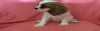 Cavalier King Charles Spaniel 2