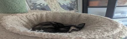 Russian Blue cats for sale: Russian Blue X Ragdoll kittens (Russian Dolls) - Advert 6