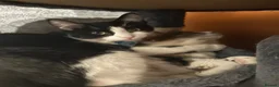 Mixed Breed cats for sale:  **   in Manchester - Advert 9
