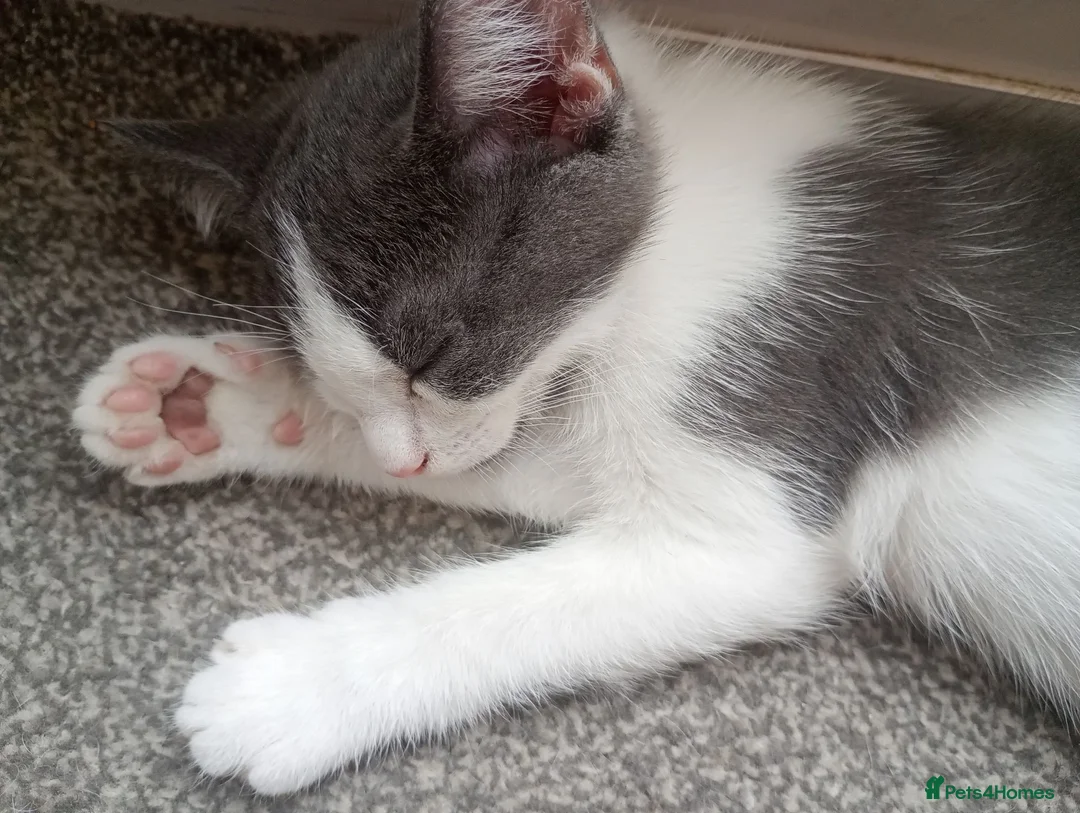 Mixed Breed cats for sale: Maincoon x NFC x Blue russian kittens  - Advert 2