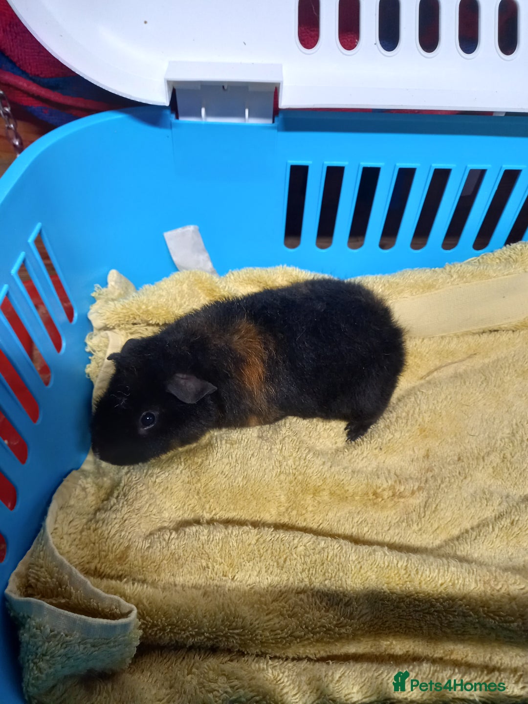 Guinea Pig rodents for sale: Teddy baby guinea-pigs  - Advert 16