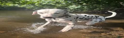 Dalmatian dogs for stud: Male  - Advert 4
