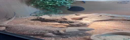 Bearded Dragon reptiles for sale: Female Bearded Dragon in Birkenhead - Advert 4