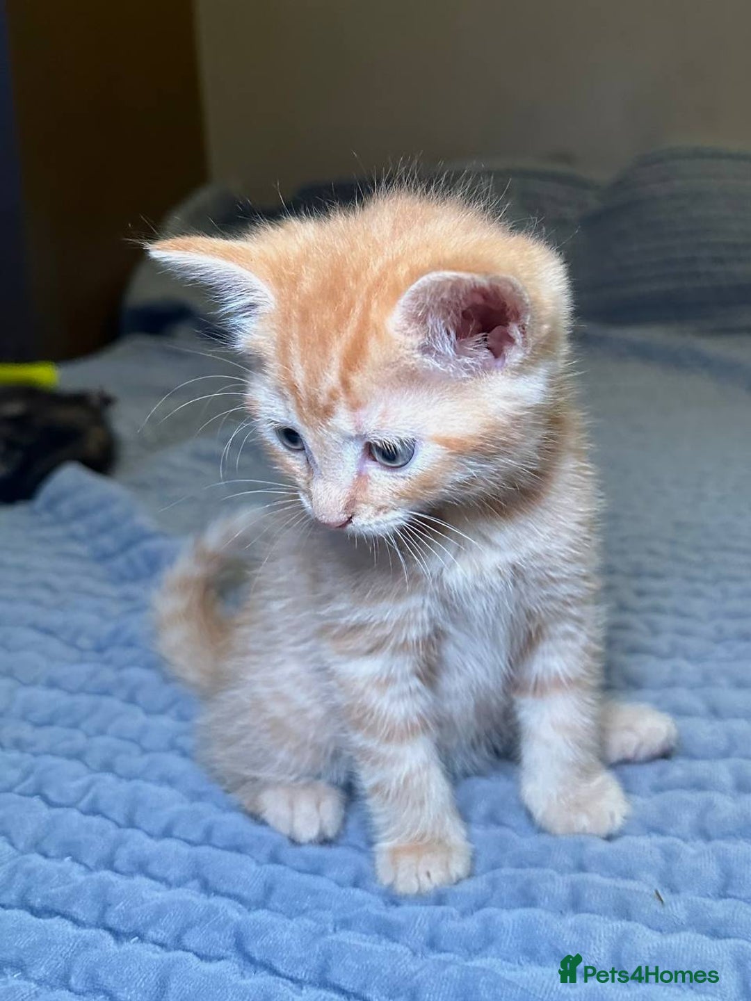 Domestic Shorthair cats for sale: 6 kittens - ready to move to new loving families - Advert 17