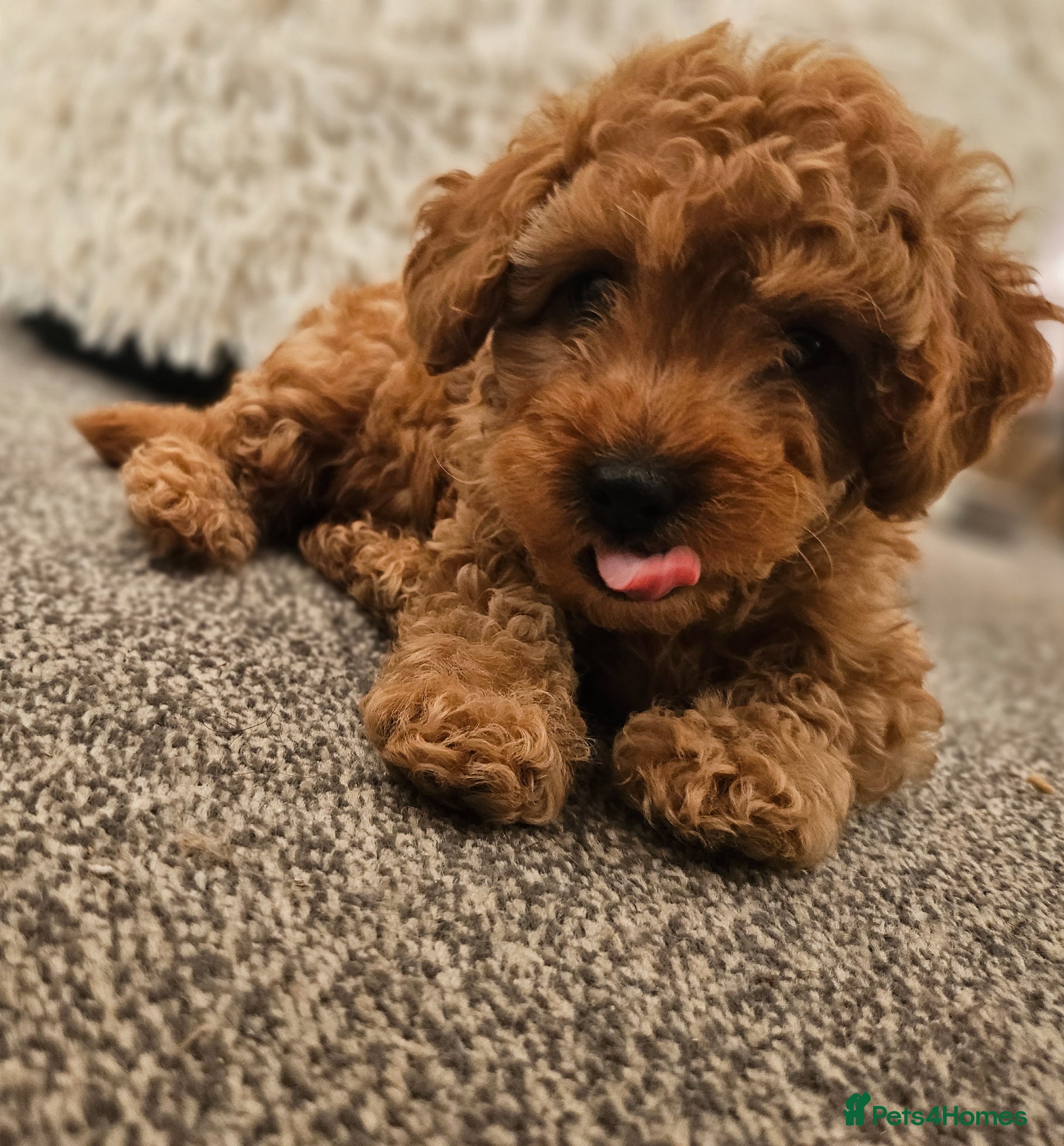 Maltipoo dogs 🐶  1 very handsome boy available 🐶  - Advert 5