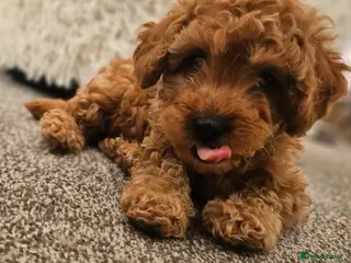 Maltipoo dogs 🐶 1 very handsome boy available 🐶 - Advert 2