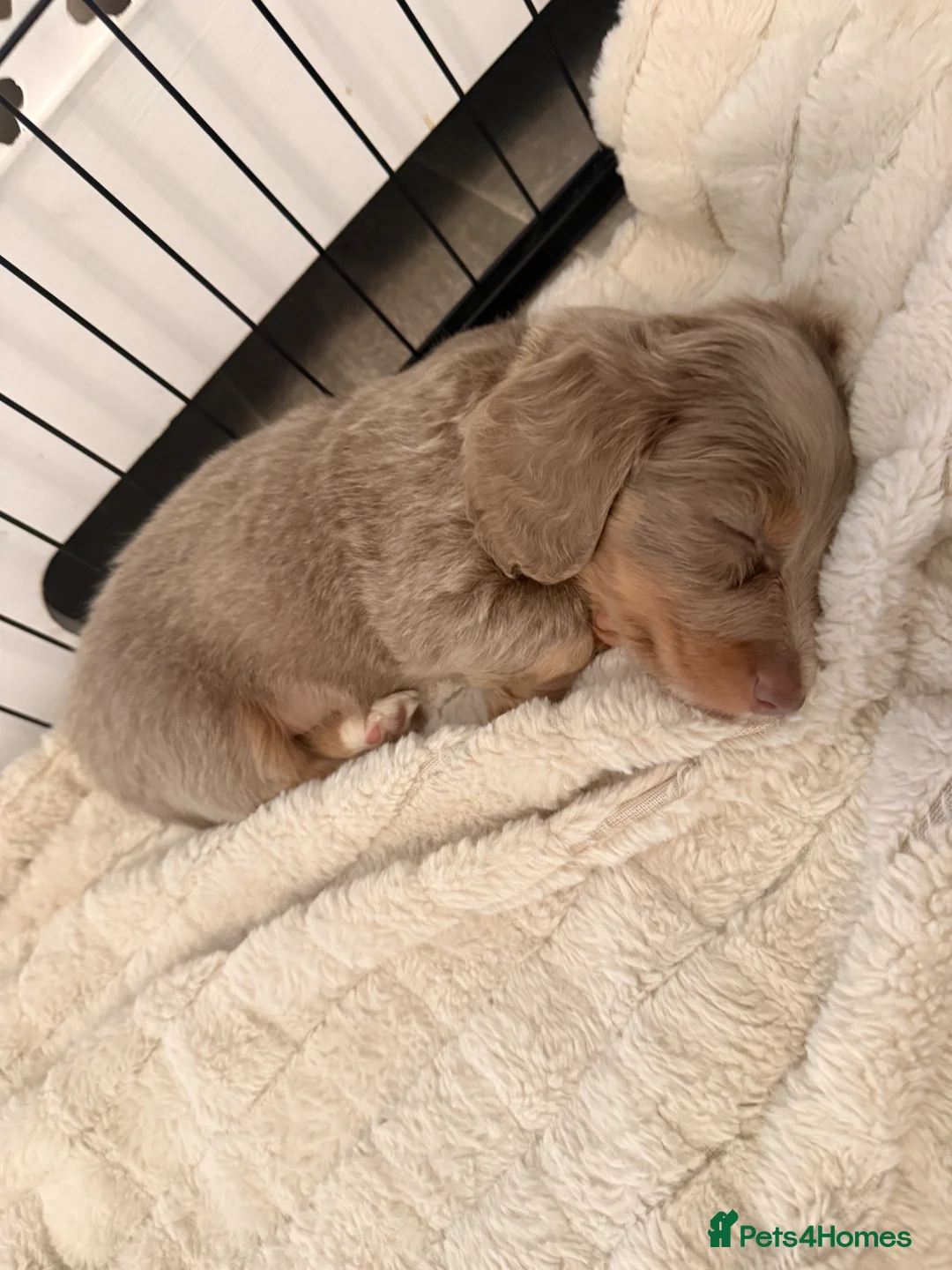Miniature Dachshund dogs for sale: Long haired minature dachshunds - Advert 2