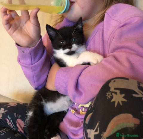 Mixed Breed cats - Advert 13