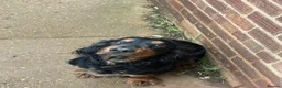 Cocker Spaniel dogs for sale: 2 year old cocker for re homing  in Grantham - Advert 2