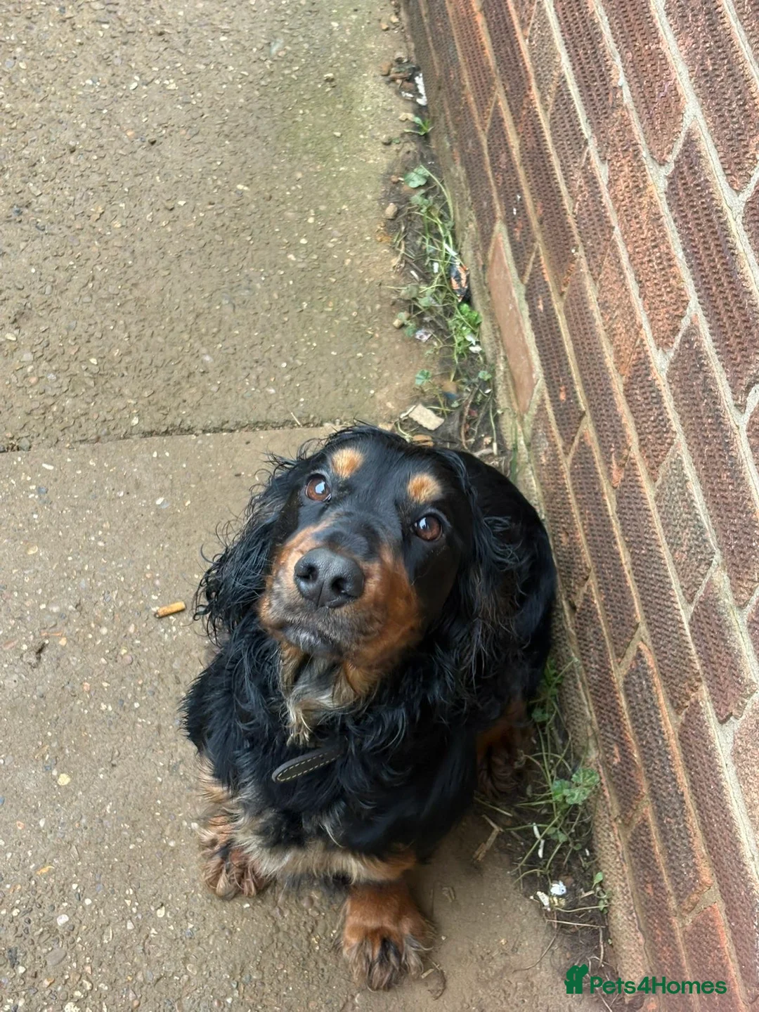 Cocker Spaniel dogs for sale: 2 year old cocker for re homing  in Grantham - Advert 2