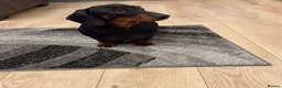 Miniature Dachshund dogs for sale: Miniature Dachshunds  - Advert 16