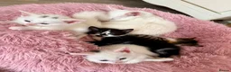 Turkish Angora cats for sale: Four Adorable Kittens!  - Advert 8