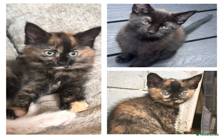 Ragdoll cats for sale - Advert 2