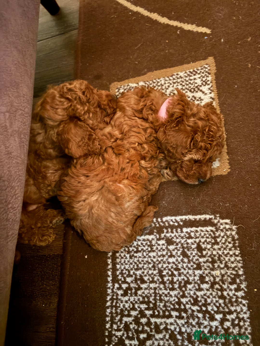 Toy Poodle dogs for sale: Tiny Toy Poodle - Advert 2