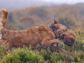Golden Retriever dogs in Holmfirth - Advert 32