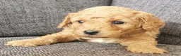 Poochon dogs for sale: Superb F1b Poochon Puppies  - Advert 2