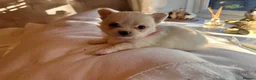 Pomchi dogs for sale: Chihuahua x Pomeranian Puppies - Advert 10