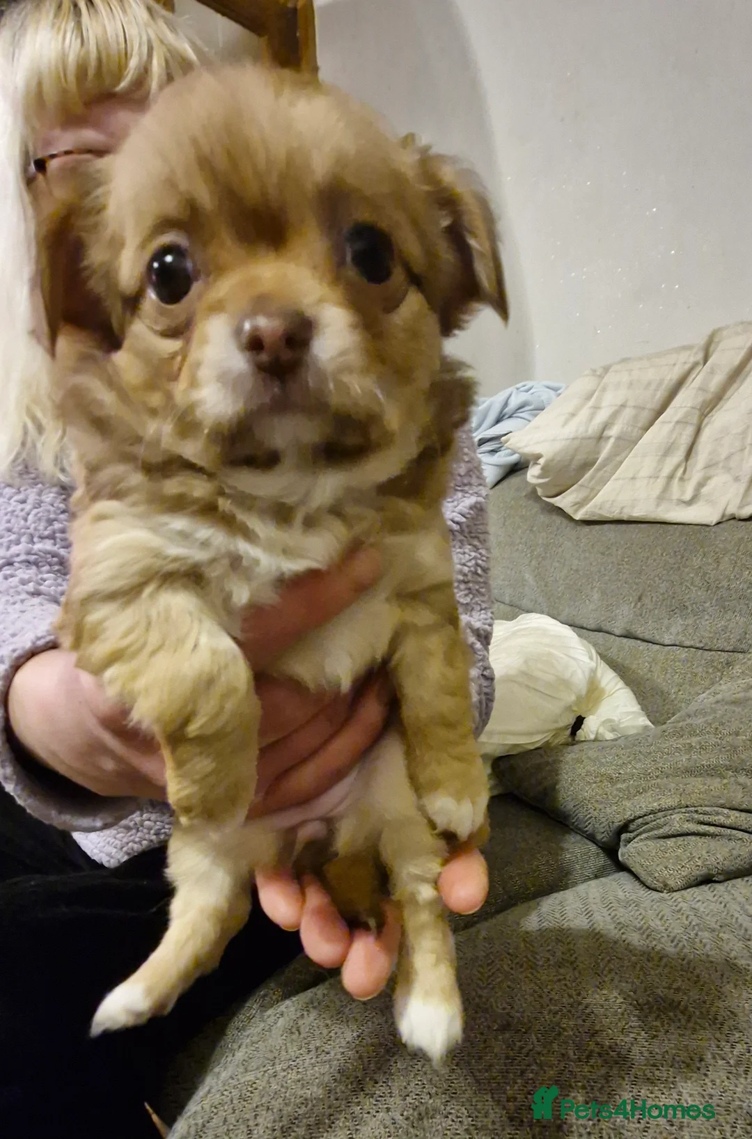 Chihuahua dogs for sale: Three beautiful chihuahuas - Advert 3