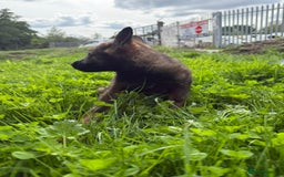German Shepherd dogs for sale: Germany 🇩🇪 shepherd puppies dogs 🐕 big boned - Image 22