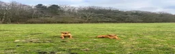 Labrador Retriever dogs for sale: KC Registered Fox Red Labrador Puppies in Houghton le Spring - Advert 5
