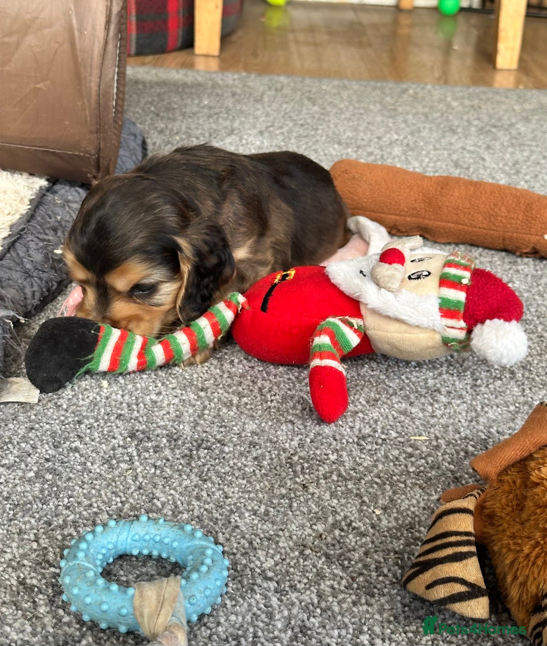 Cocker Spaniel dogs for sale: Handsome boys - Image 16