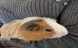Guinea Pig rodents for sale: Guinea pig boars  - Image 1