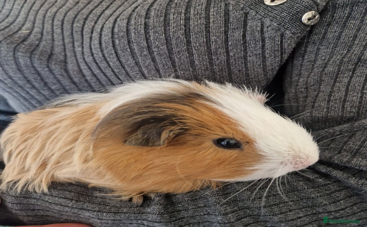 Guinea Pig rodents - Advert 2