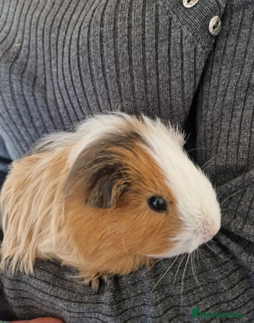 Guinea Pig rodents - Advert 15