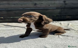 Cocker Spaniel dogs for sale: KC Cocker Spaniel pups  - Image 6