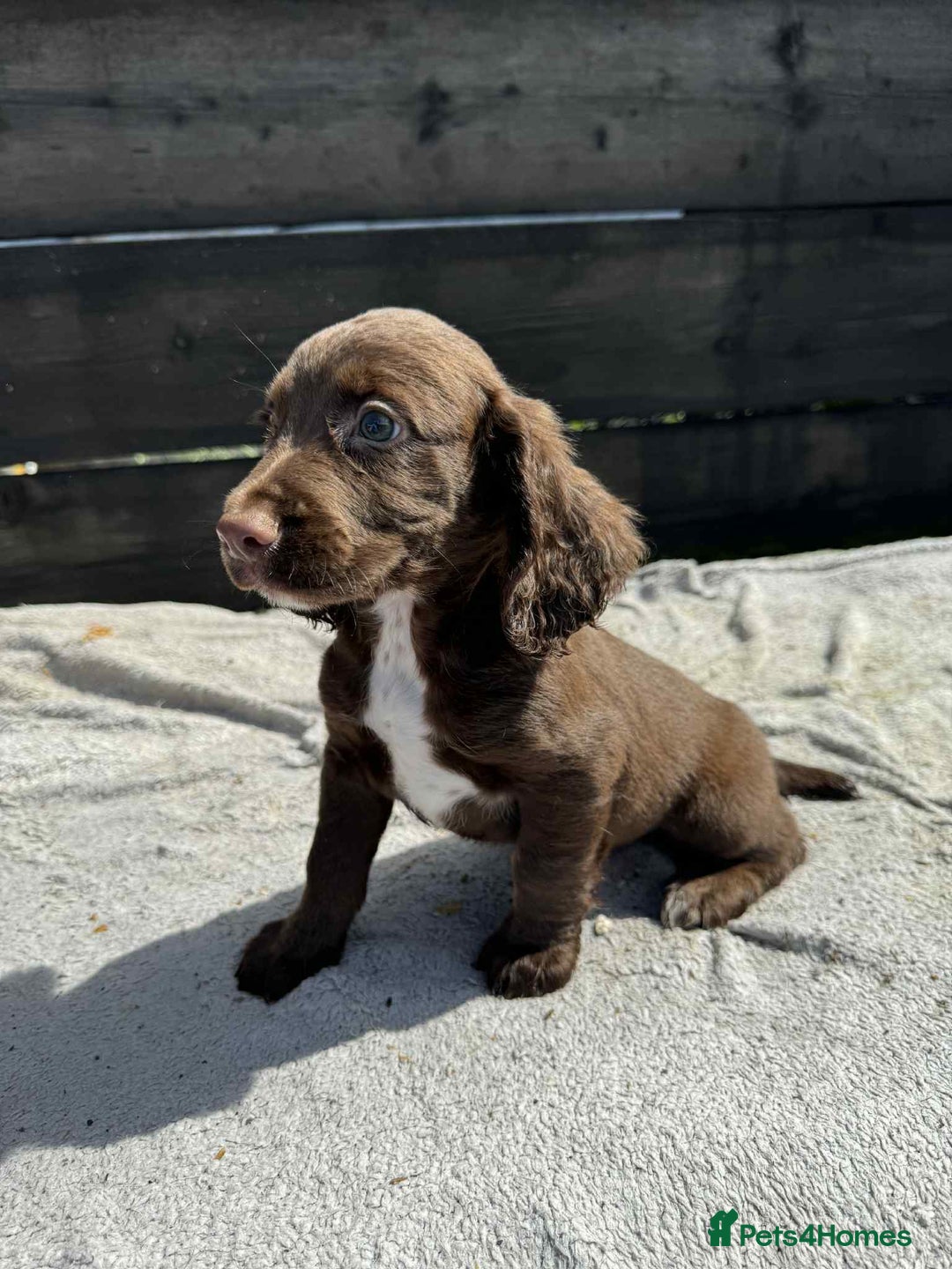 Cocker Spaniel dogs for sale: KC Cocker Spaniel pups  - Image 6