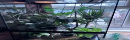 Chameleon reptiles for sale: Male panther chameleon  - Advert 3