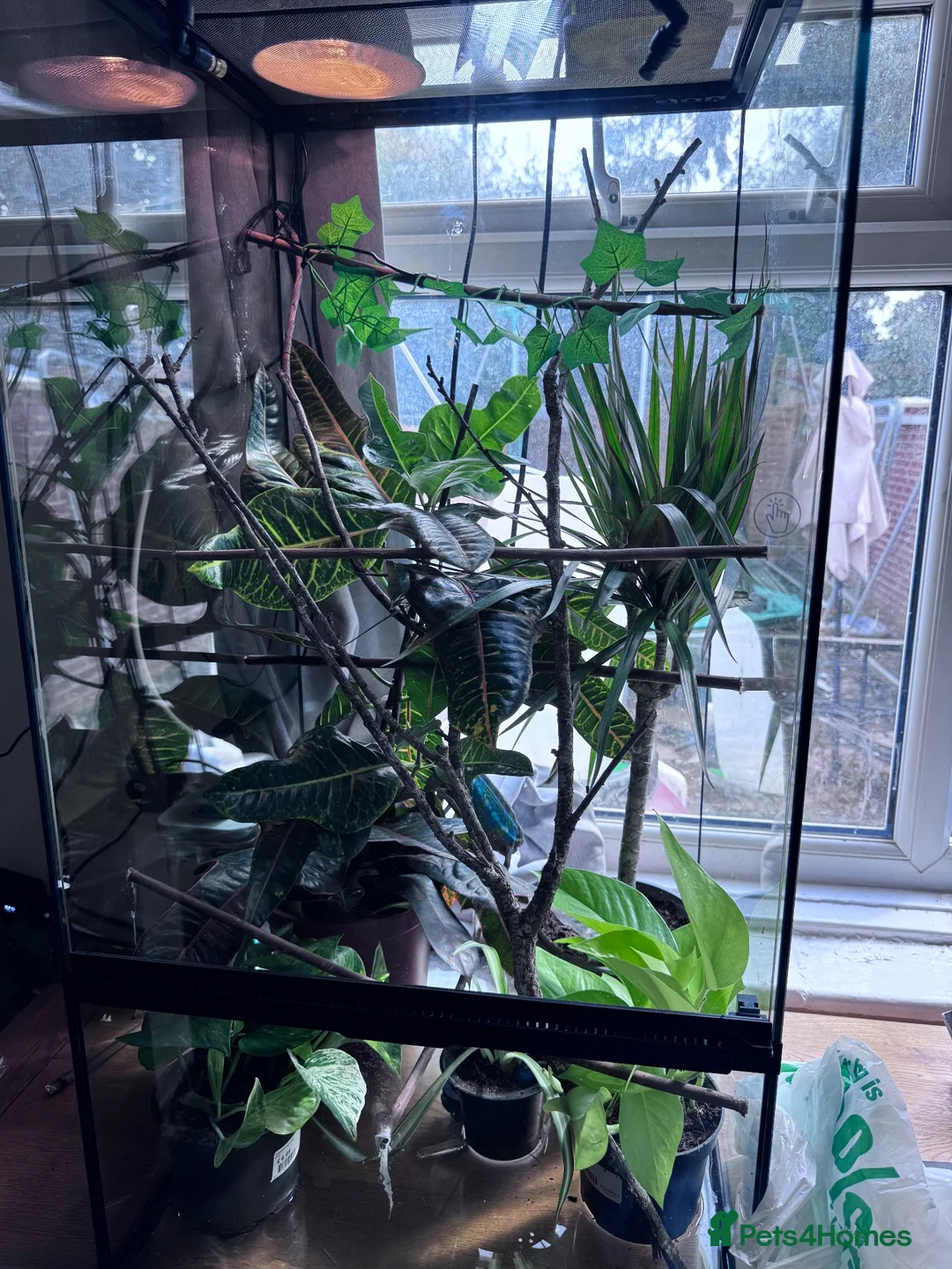 Chameleon reptiles for sale: Male panther chameleon  - Advert 3