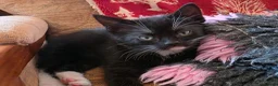 Mixed Breed cats for sale: Adorable Kittens Ready for their forever Homes - Advert 34