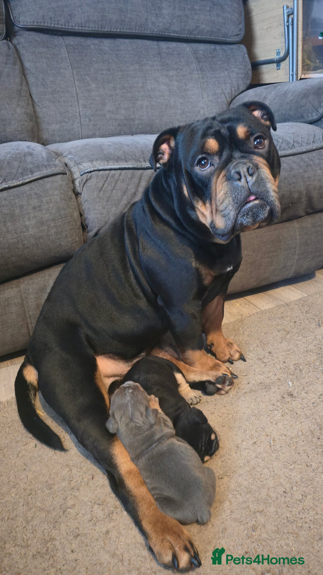 Mixed Breed dogs for sale: New england bulldogs  - Advert 16