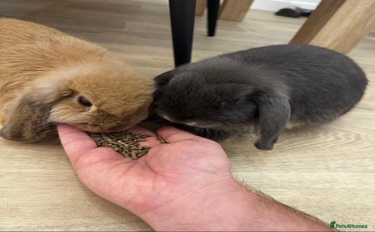 Mini Lop rabbits - Advert 2