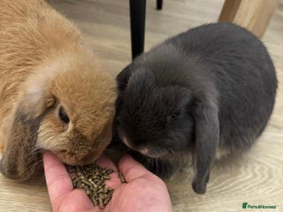 Mini Lop rabbits - Advert 2