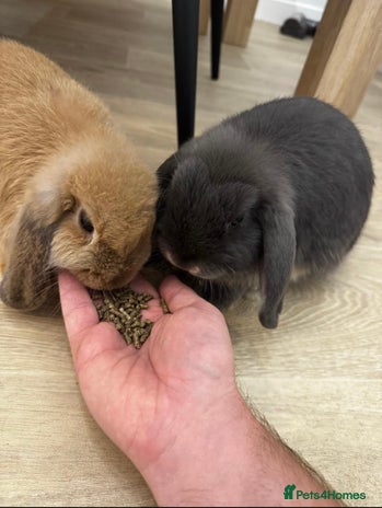 Mini Lop rabbits - Advert 2