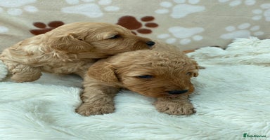 Cavapoo dogs - Advert 16