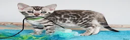 Bengal cats for sale: Superb Quality Bengal Kittens - Advert 10