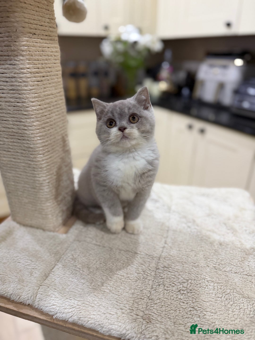 British Shorthair cats for sale: 😽Full Pedigree Registered BSH🌷Trusted Breeder - Advert 2