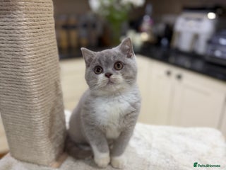 British Shorthair cats Full Pedigree Registered BSH from Trusted Breeder - Advert 15