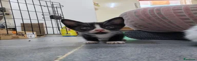 Arabian Mau 1
