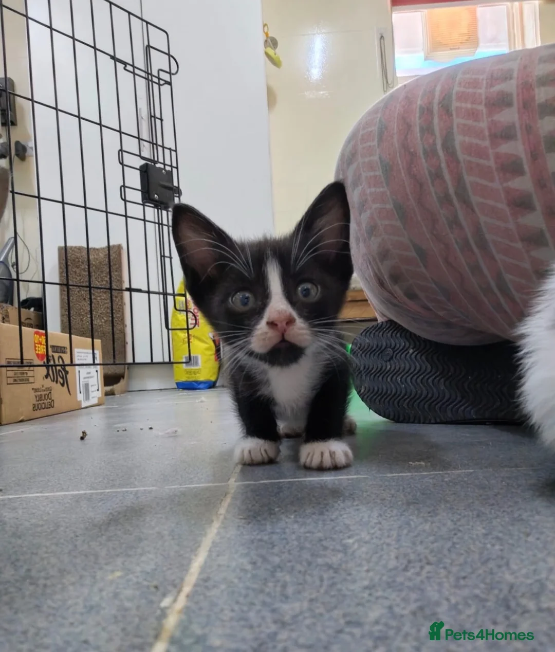 Arabian Mau cats for sale: Dashi baby - Advert 1