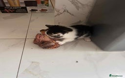 British Longhair cats for sale: Long hair fluffy kittens ginger male available  - Image 4