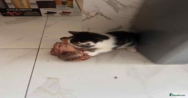 British Longhair cats - Advert 4