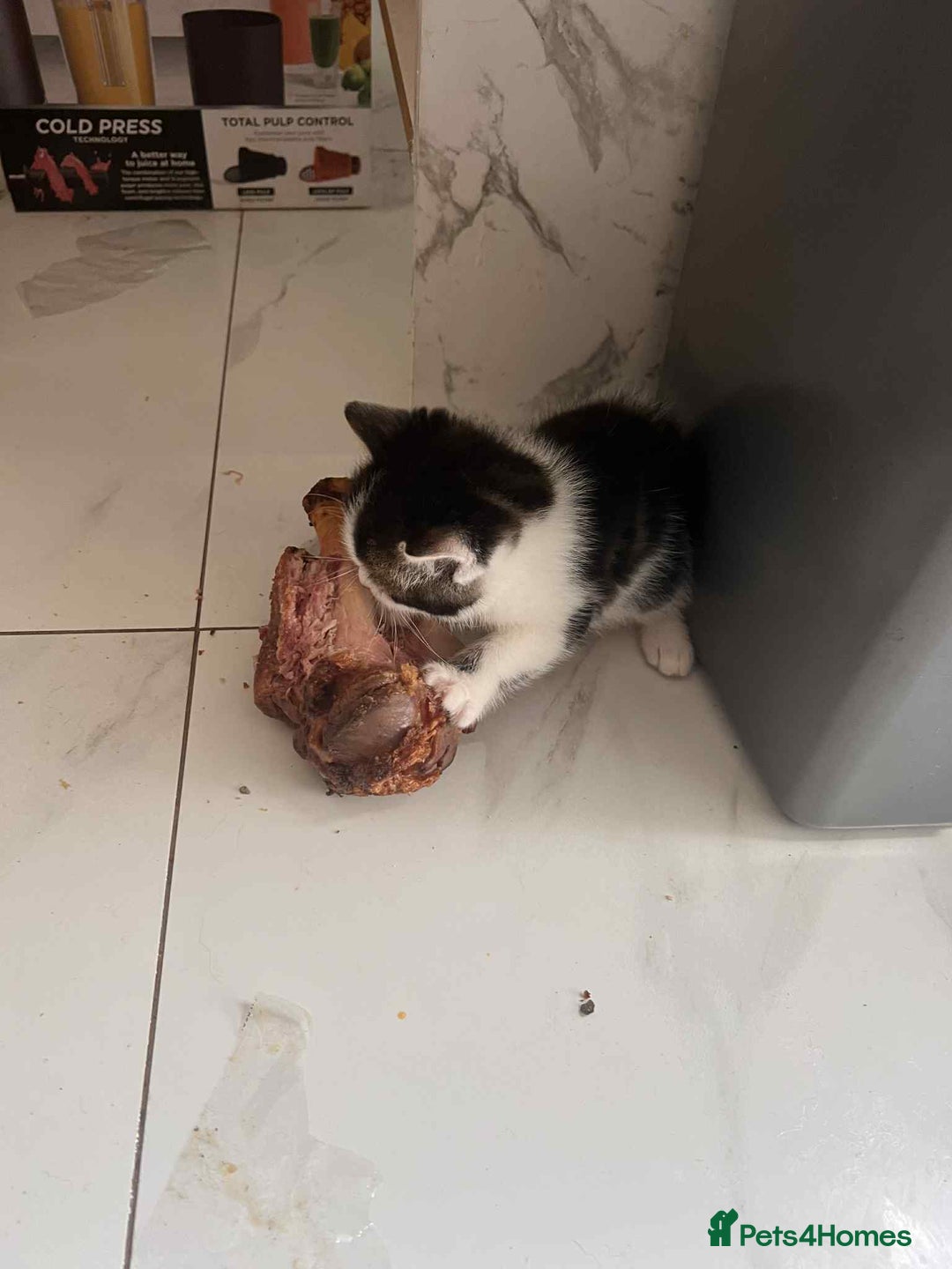 British Longhair cats for sale: Long hair fluffy kittens ginger male available  - Image 4