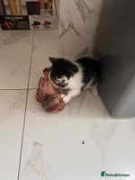 British Longhair cats - Advert 9