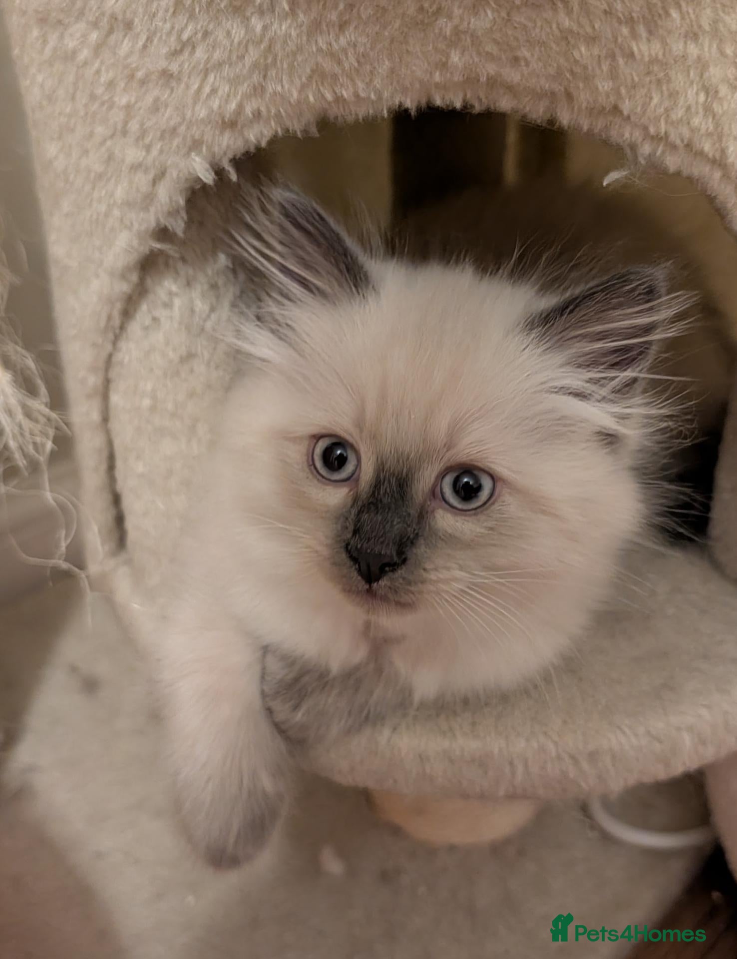 Ragdoll cats Ragdoll kitten ready now - Advert 11