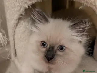 Ragdoll cats Ragdoll kitten ready now - Advert 11