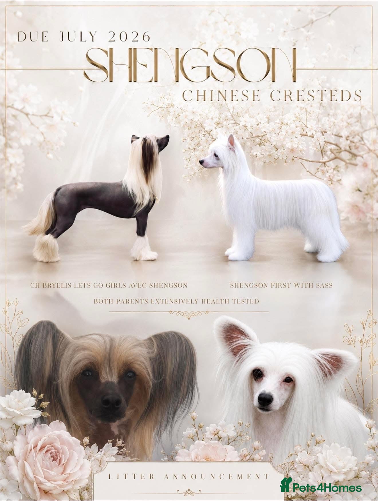 Chinese Crested dogs Outstanding Chinese Crested Babies - Advert 8